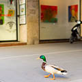 artistic sense